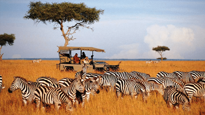 safari kenija aranzmani